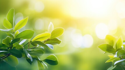 Wall Mural - Beautiful natural spring summer defocused panoramic background