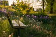 A bench in a blooming garden of dandelions and flowers at sunset, a rustic landscape