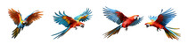 Macaw Parrots Are Flying Beautifully In Bright Colors On A Transparent Background.