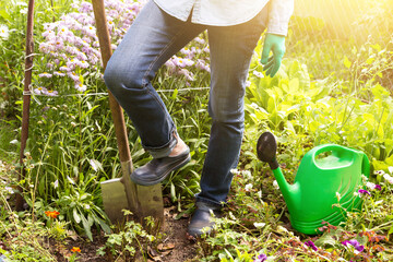 Farmer, gardener in flowers garden with shovel and watering can in sunlight. Gardening, cultivation, growing flower, floriculture concept