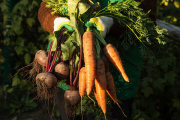 Wall Mural - Farmer hands with fresh raw organic vegetables in sunlight. Beetroot and carrot autumn harvest in garden close up. Bio and eco farming cultivation