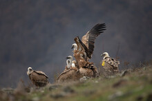 Griffon Vultures Are Sitting In The Rhodope Mountains. Gyps Fulvus Are Looking For Food. Massive Brown Bird With White Head Who Eats Carcass. European Nature. 