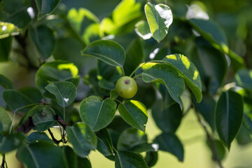 Sticker - Green pear apple fruits and green leaves.