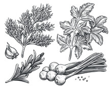 Dill, Parsley, Chives, Rosemary, Garlic, Peppercorns. Set Of Spicy Spices For Food Cooking. Sketch Vector Illustration
