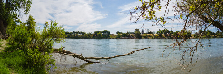 Wall Mural - Panorama of levee of sacramento river with a dead tree half in the water 