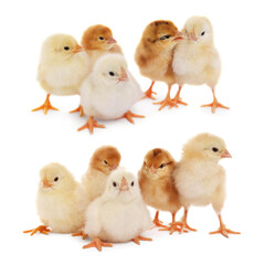 Wall Mural - Collage with small cute baby chickens isolated on white