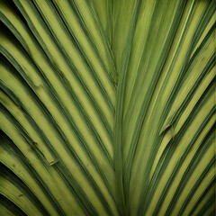 palm tree leaf