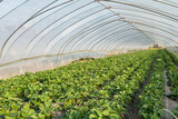 Fototapeta  - greenhouse with Strawberry