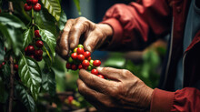 Arabica Coffee Berries With Agriculturist Hands Robusta And Arabica Coffee Berries With Agriculturist Hands, Coffee Plantation In Asia