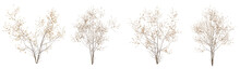 Set Of Dead Plant And Dry Tree With Isolated On Transparent Background. PNG File, 3D Rendering Illustration, Clip Art And Cut Out