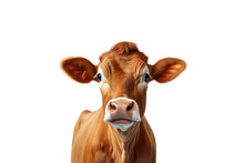Brown Cow Or Bullock Farm Portrait Looking At Camera Isolated On Clear Png Background, Funny Moment, Farmland Animals Concept, With Generative Ai.