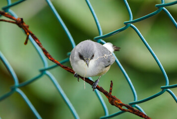 Cute gray bird holding straw in beak - perching on rusty  fencing