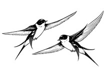 Ink Sketch Of Flying Swallow. Hand Drawn Engraving Style Vector Illustration.