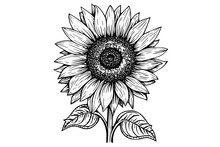 Vector Engraving Style Drawing Vector Illustration Of  Sunflower. Ink Sketch.