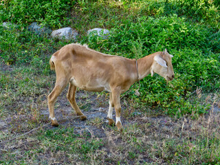 Goat in the pasture. Brown goat on a green meadow.