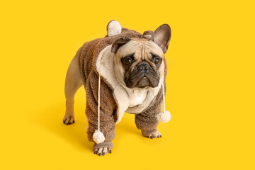 Wall Mural - Cute French bulldog in pet clothes on yellow background