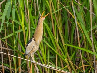 Little bittern sitting on a chin by the water against a backgr