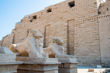 Wall Mural - Ram-headed sphinxes at Karnak Temple, Thebes