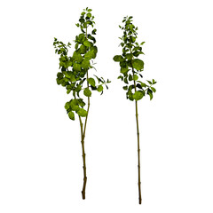 small plant