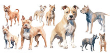 Watercolor Pitbull Clipart For Graphic Resources