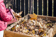 Throwing Fallen Leaves into Compost Heap Container in Autumn Garden. Composting Autumn Leaves and Recycling Waste. Autumn Garedn Cleaning
