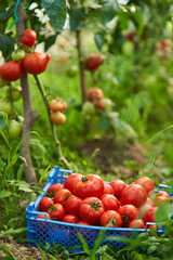 Wall Mural - Homegrown riped tomatoes