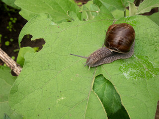 Hungry snail devours a leaf of garden eggplant and secretes mucus. Agricultural pest problem. Plant damage