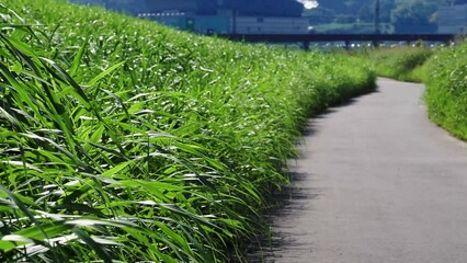 Wall Mural - 新緑の草が覆う河川敷の道路