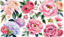 Pastal Flowers, Peonies Rose, Echeveria Succulent, White Hydrangea, Ranunculus, Anemone, Eucalyptus, Juniper Vector Design Wedding Bouquets. Seasonal Flower Card. Flat Simple Vector Illustration