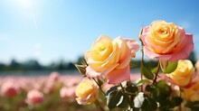 Yellow Roses And Blue Sky Free Stock Photo - Public Domain Pictures