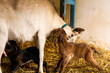 poród kozy