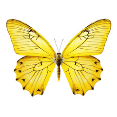 Poster - Two beautiful yellow butterflies Phoebis philea isolated on white background.