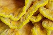 Yellow chicken of the woods mushroom growing in forest close up. Laetiporus sulphureus bracket fungus details, selective focus