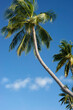 Maldives, palm trees and beautiful nature