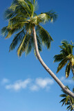 Fototapeta Krajobraz - Maldives, palm trees and beautiful nature