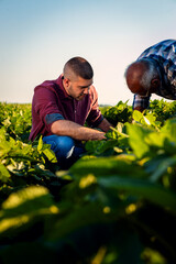 Wall Mural - Two farmers standing in a field examining soy crop.