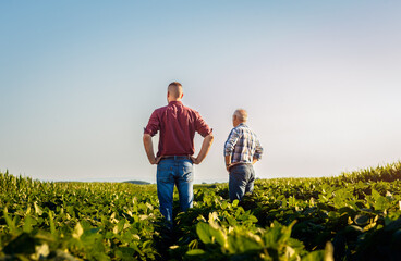 Rear view of two farmers standing in a field examining soy crop.