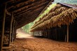 tobacco leaves drying in traditional curing barn