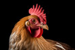 Closeup portrait of brown cochin chicken isolated on black background.