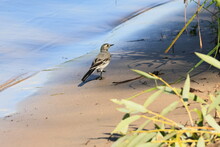 A Wagtail Bird Walks On A Sandy Beach On A Sunny Summer Day. Sports And Recreation.