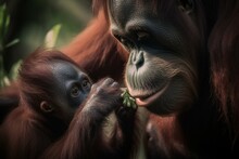 A Sumatran Orangutan Mother Feeds Her Young Offspring. Generative AI