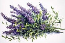 Realistic Watercolor Illustration Of Lavender Bouquet With Purple Flowers And Leaves On A White Background. Generative AI