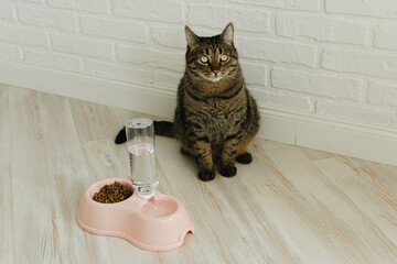 Wall Mural - Cat sits near a bowl with dry food and water. Domestic cat food concept