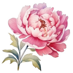 Wall Mural - Watercolor peony flower isolated