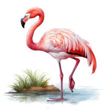 Watercolor Pink Flamingo Isolated