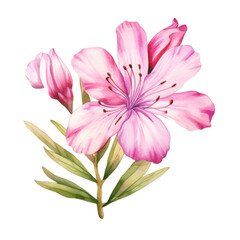 Wall Mural - Watercolor pink flower isolated