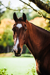 Wall Mural - Bay KWPN gelding in autumn with white markings