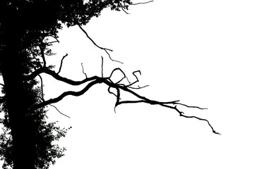 Wall Mural - bare tree branches, dead branches with dark green blue leaf detail in the silhouette leaves isolated