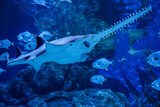 Fototapeta Do akwarium - largetooth sawfish (Pristis pristis) swimming around large aquarium tank, The sawfish also they known as carpenter sharks