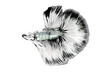 White and black metalic scales halfmoon tail Betta spreading fins with white isolation background